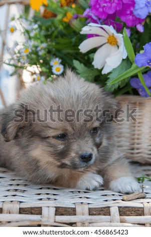 Small brown puppy sitting by the basket with summer flowers
