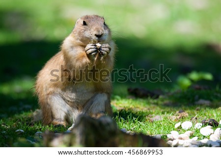 Black-tailed prairie dog (Cynomys ludovicianus) portrait of a cute pet Royalty-Free Stock Photo #456869953
