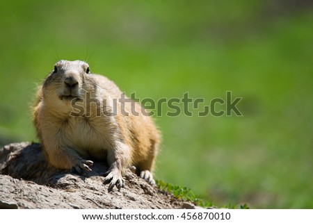 Black-tailed prairie dog (Cynomys ludovicianus) portrait of a cute pet