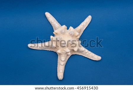 starfish on a blue background
