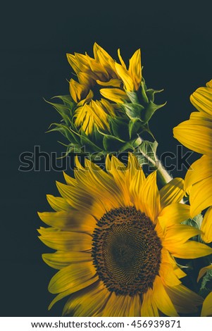 Still life with sunflowers on the black background. Dark photo. 