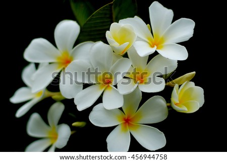 Michelia champaca,Magnoliaceae

