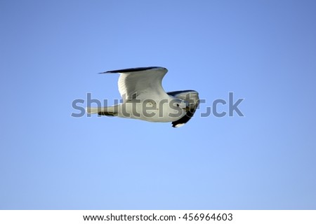 Seagull soaring high