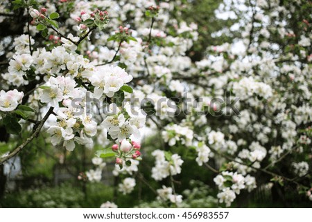 White spring summer apple blossom flowers nature