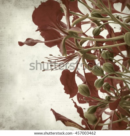 textured old paper background with Delonix regia flame tree