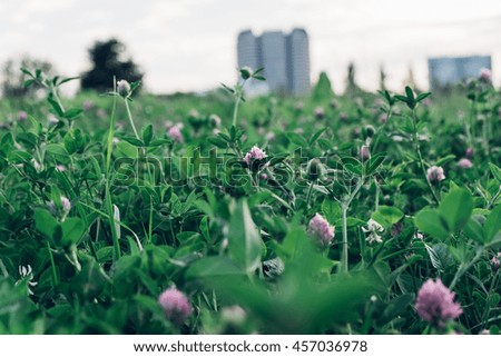 Field of purple clover. Purple clover