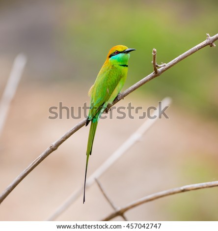 Green Bee-eater India, perched on a branch waiting to swoop down on an unsuspecting insect. These birds are one of incredible India natural treasures. 