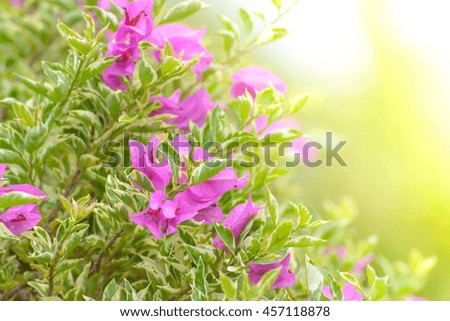 the pink flower bougainvillea on sunshine day