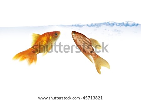 two gold fish near surface of water