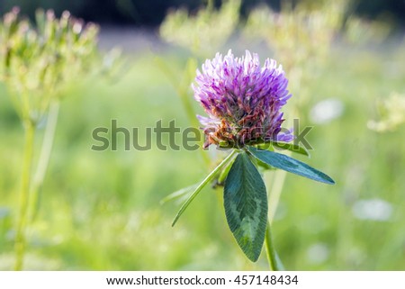 Clover blossom in a blurry summer meadow