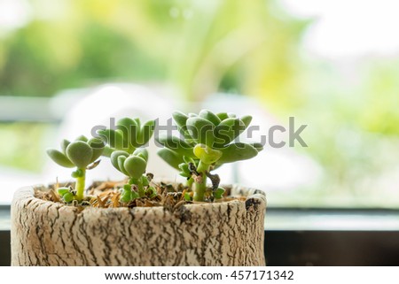 succulent , cactus near window