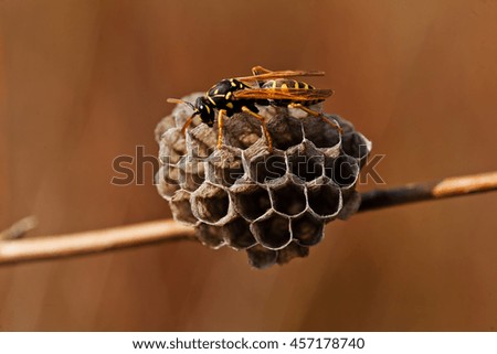 Wasp and honeycomb on a twig, note shallow depth of field
