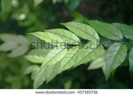 Green Wrightia religiosa leaves
