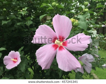 Pink hibiscus flower in the garden