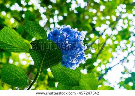 A blue hydrangea in the woods
