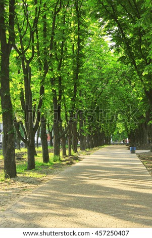 wide footpath in the park with big green trees