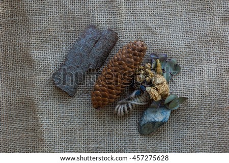 Details of the forest - the rocks, pine cone, bark.