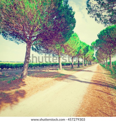 Dirt Road near Vineyard in France, Vintage Style Toned Picture