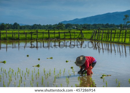 Season of Rice Planting in the rice field.