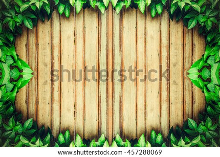 nature green leaves Virginia creeper vine Parthenocissus on wooden fence background, selective focus.