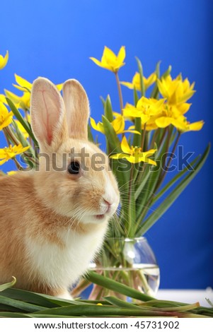 Easter bunny and yellow tulips, on blue background