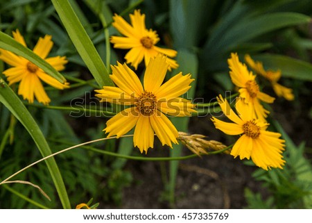 Yellow summer flowers