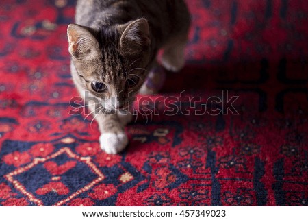 A cute little kitten on a red carpet for a background