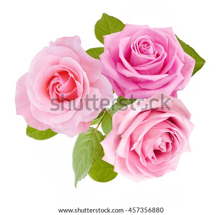 Beautiful rose flowers bunch isolated on white background Royalty-Free Stock Photo #457356880
