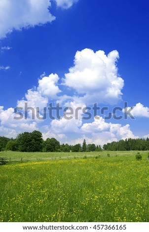 Photo of meadow in sunny day.