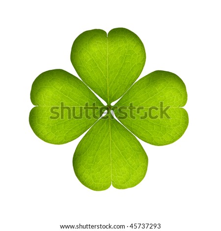 green clover isolated on white
