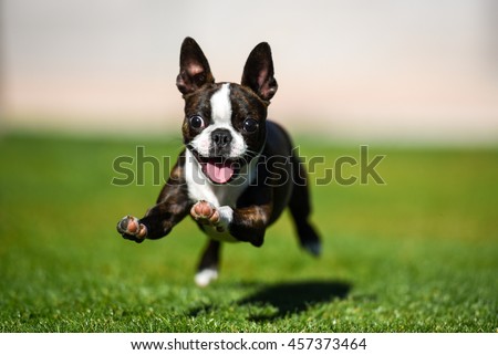 Boston terrier puppy running through the yard. Royalty-Free Stock Photo #457373464