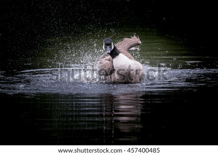 Canada goose bathing in a lake