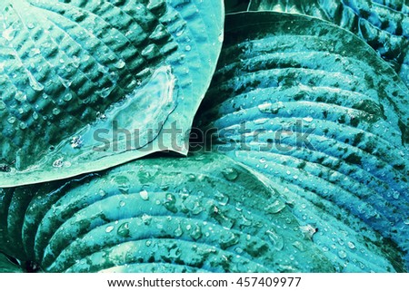 blue huge leaf plant close up photo with rain water drops
