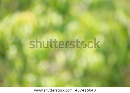 Natural green bogeh background
