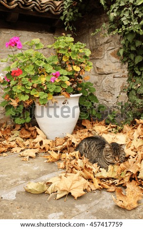  Gray cat sleeping in the autumn leaves. Near the cat a lot of yellow maple leaves. The flowers and the old building behind