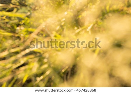Sunset in the blurred grass, top view