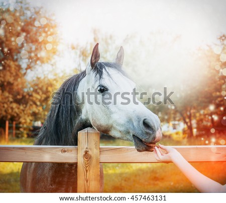 The female hand feeds a horse a treat at autumn nature background. Horse standing behind a fence