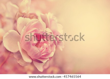 Summer blossoming pink roses background, selective focus, shallow DOF, toned
