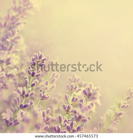 Summer blossoming lavender background, selective focus, shallow DOF, toned