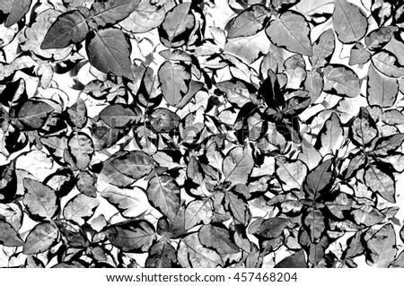 Photo Image hi-contrast or black and white colors of leaves natural background. Leaves natural texture. Use to design pattern for fabric or wall paper.