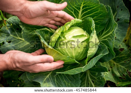 harvesting cabbage. in the hands of white cabbage Royalty-Free Stock Photo #457485844
