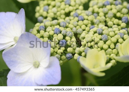 Close up picture of hydrangea