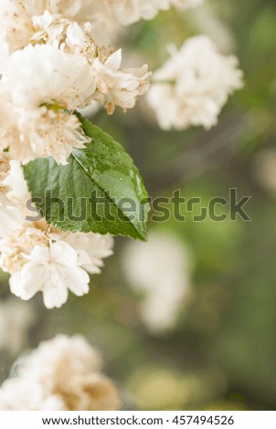 flowers and leaves of the cherry blossom on blurred background