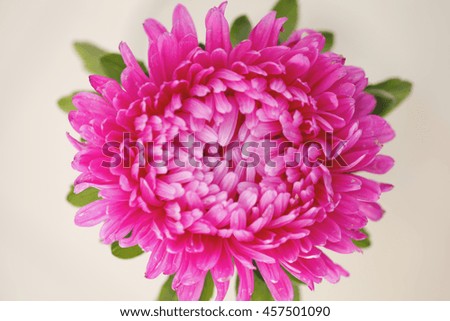 pink asters . beautiful bright colors toned picture in retro style