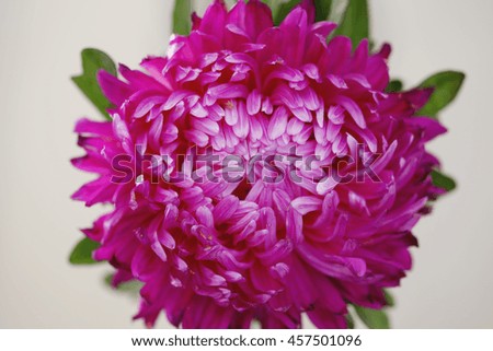 pink asters . beautiful bright colors toned picture in retro style