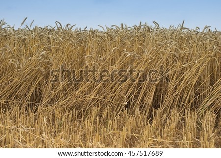 Landscape Picture of the yellow riped and dried wheat field just harvested by combine harvester. 