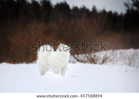 Samoyed white fluffy dog running in cold winter landscape