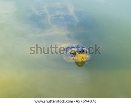 turtle head over the water in big swamp.