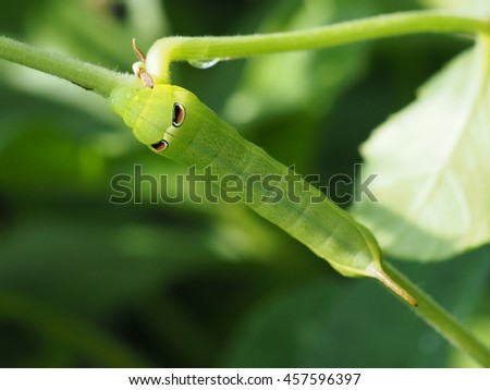 close up of green worm crawling under green twig of butterfly pea plant in backyard