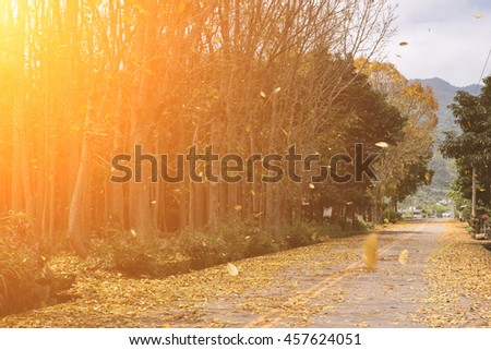 countryside road with leaves on the ground in spring in Taiwan, the tree called Honduras Mahogany tree.